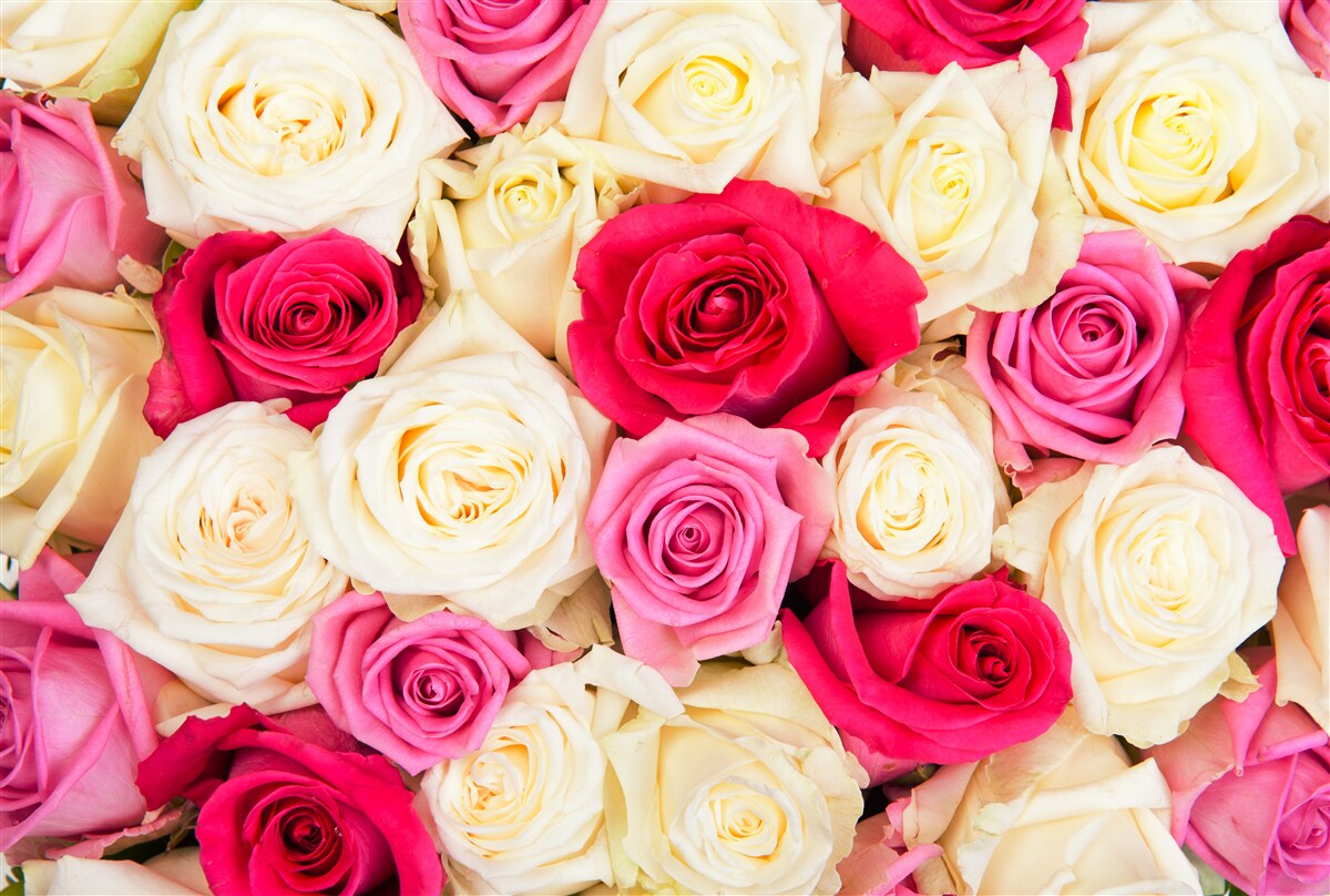 Papier peint bouquet de roses délicates de différentes teintes