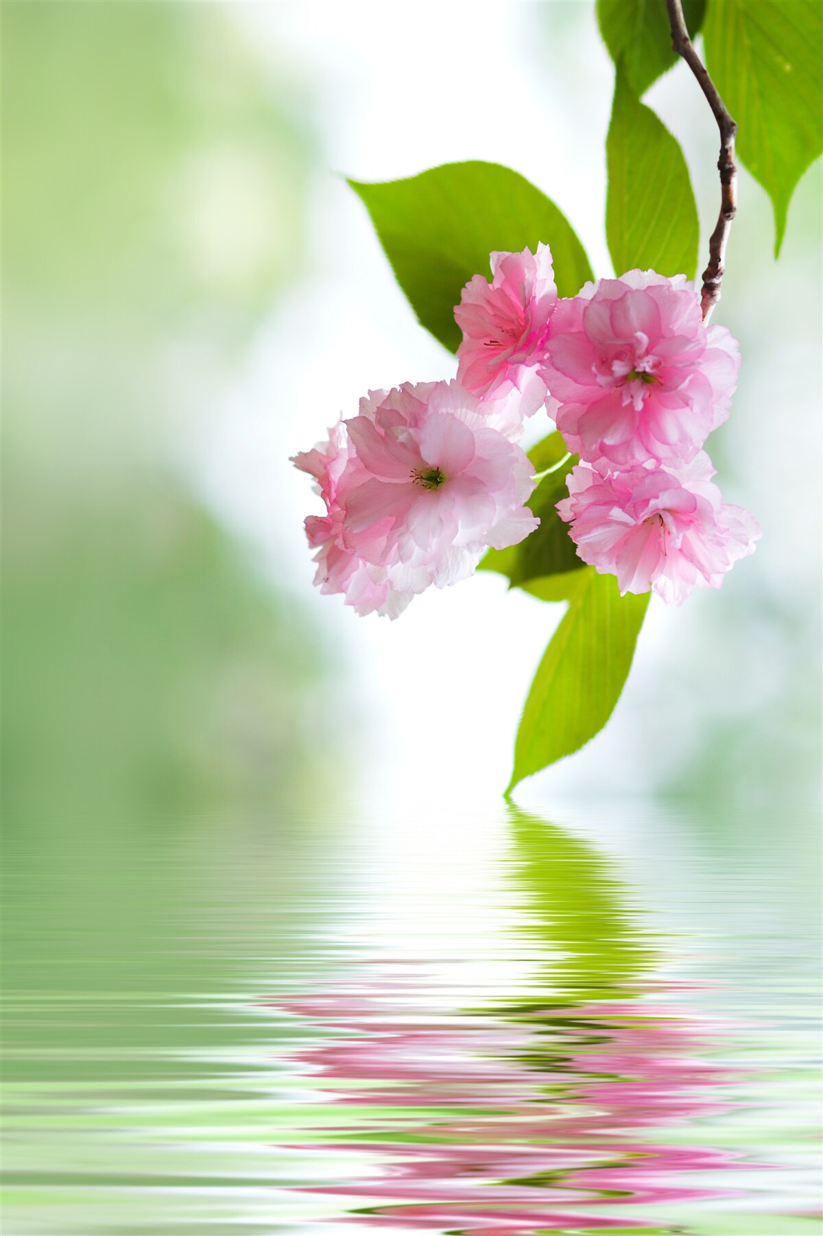 Papier peint sakura fleurit sur les branches près de l'eau