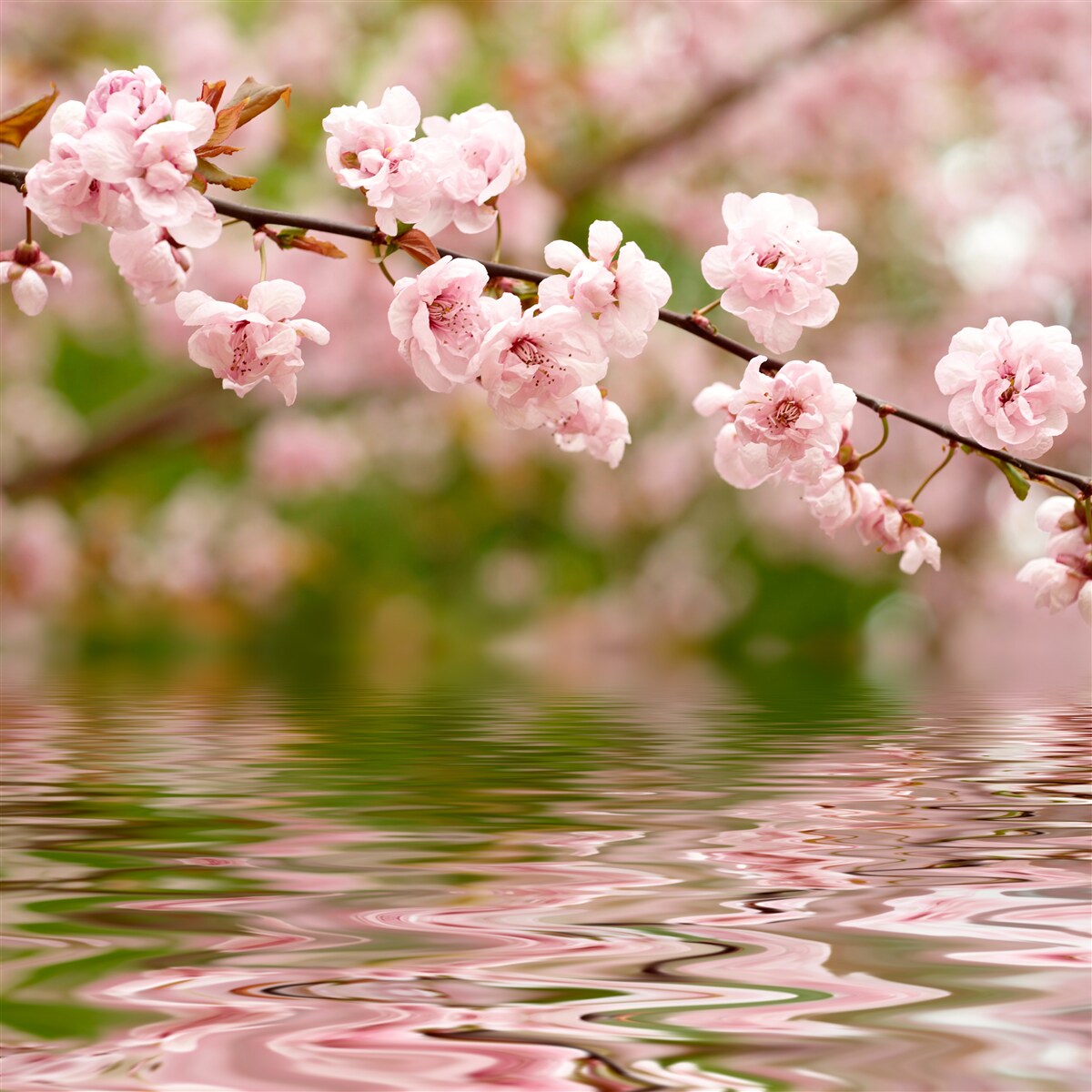 Papier peint branche avec des fleurs à la surface de l'eau