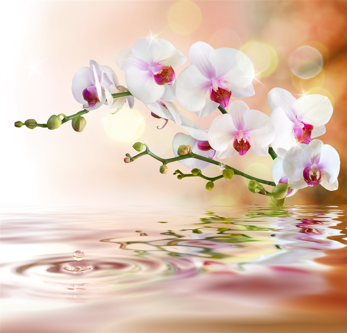 Papier peint branche d'orchidée blanche se reflétant dans l'eau