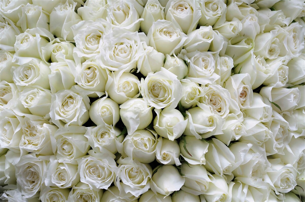 Papier peint un bouquet de nombreuses roses blanches
