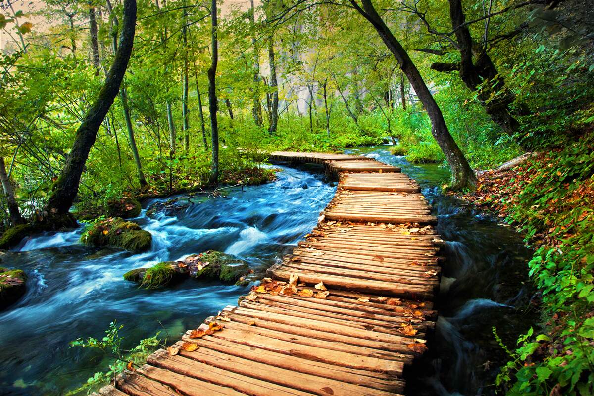 Papier peint un pont en bois traversant une forêt dense