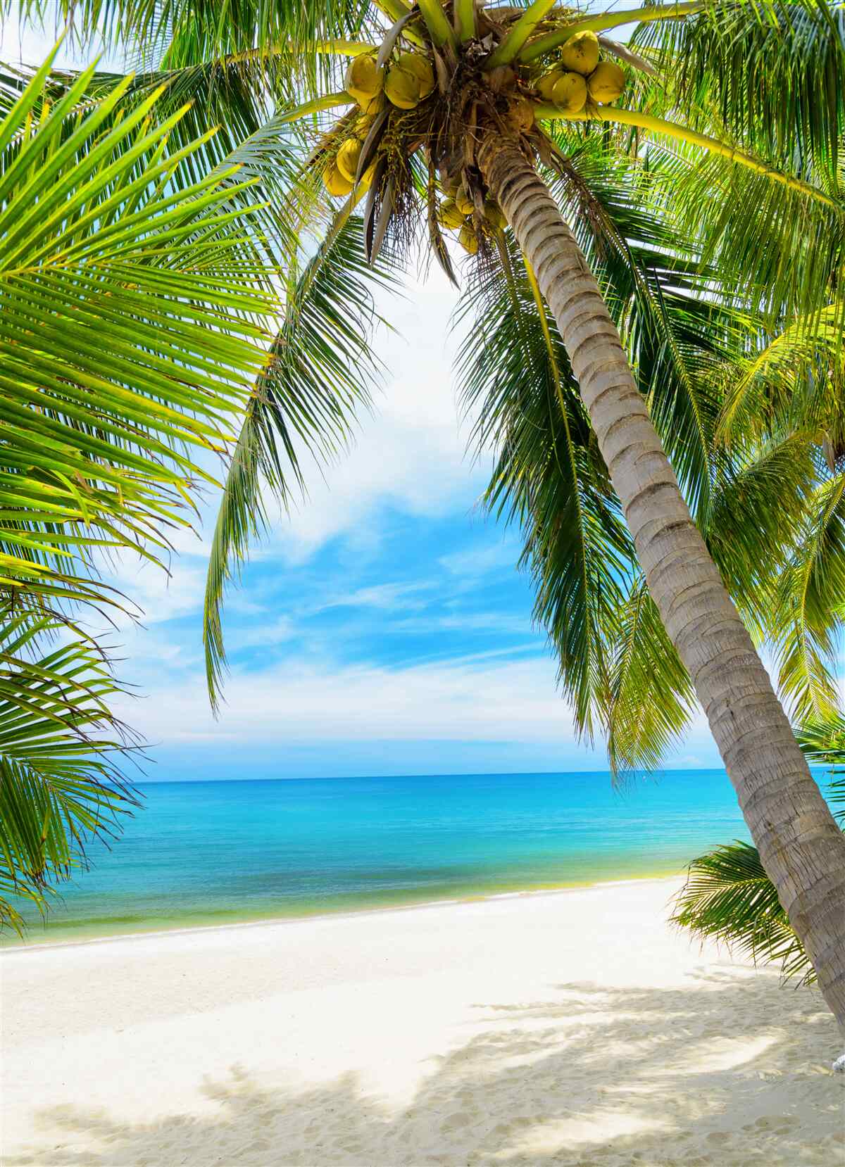 Papier peint bananier sur une côte tropicale