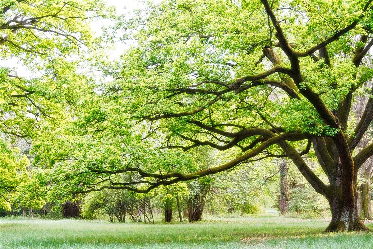 Papier peint vieil arbre aux feuilles vertes par une journée d'été
