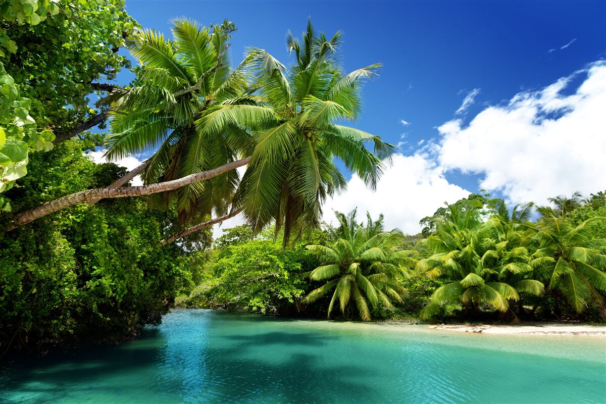 Papier peint palmiers tropicaux et eau turquoise