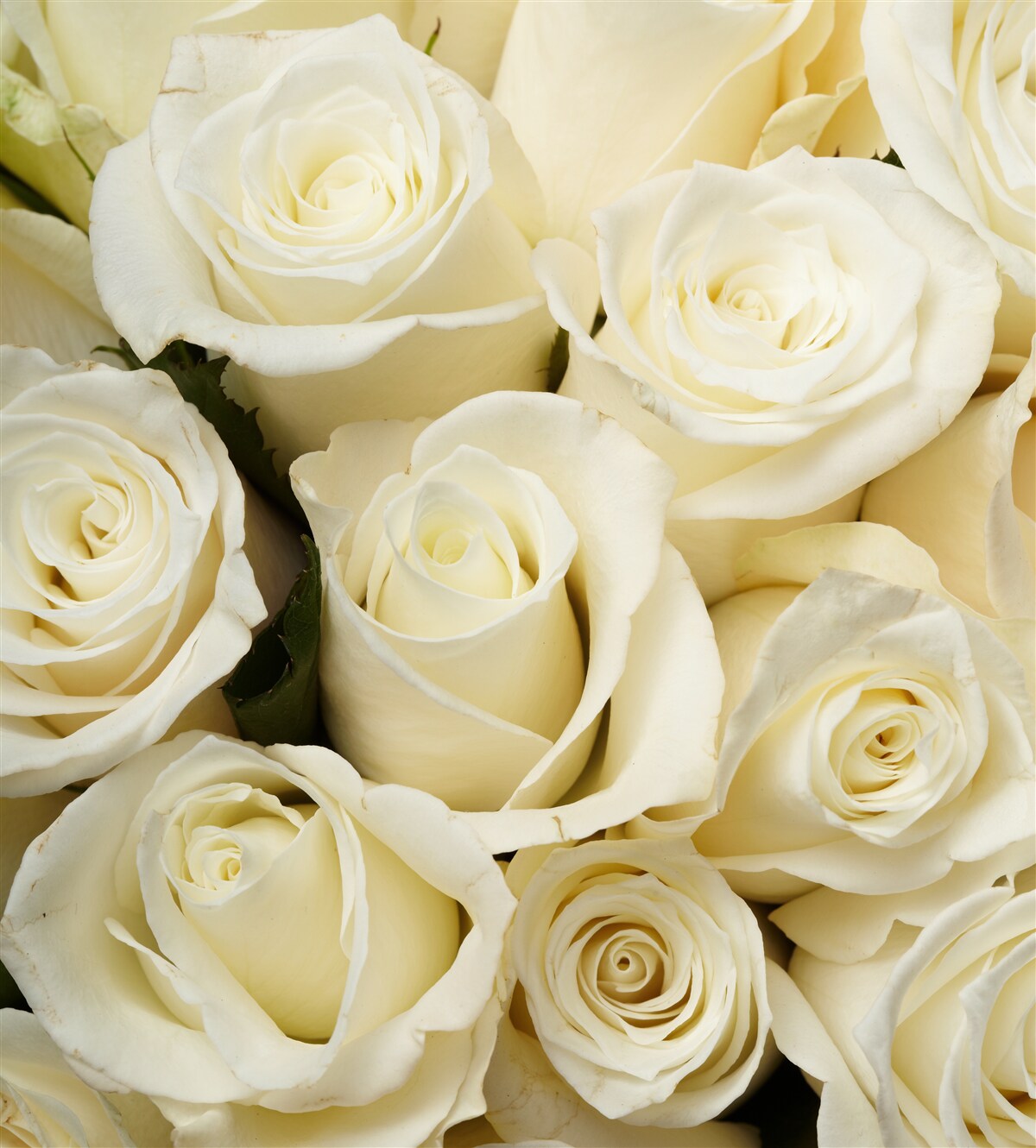 Papier peint boutons de roses blancs délicats et raffinés