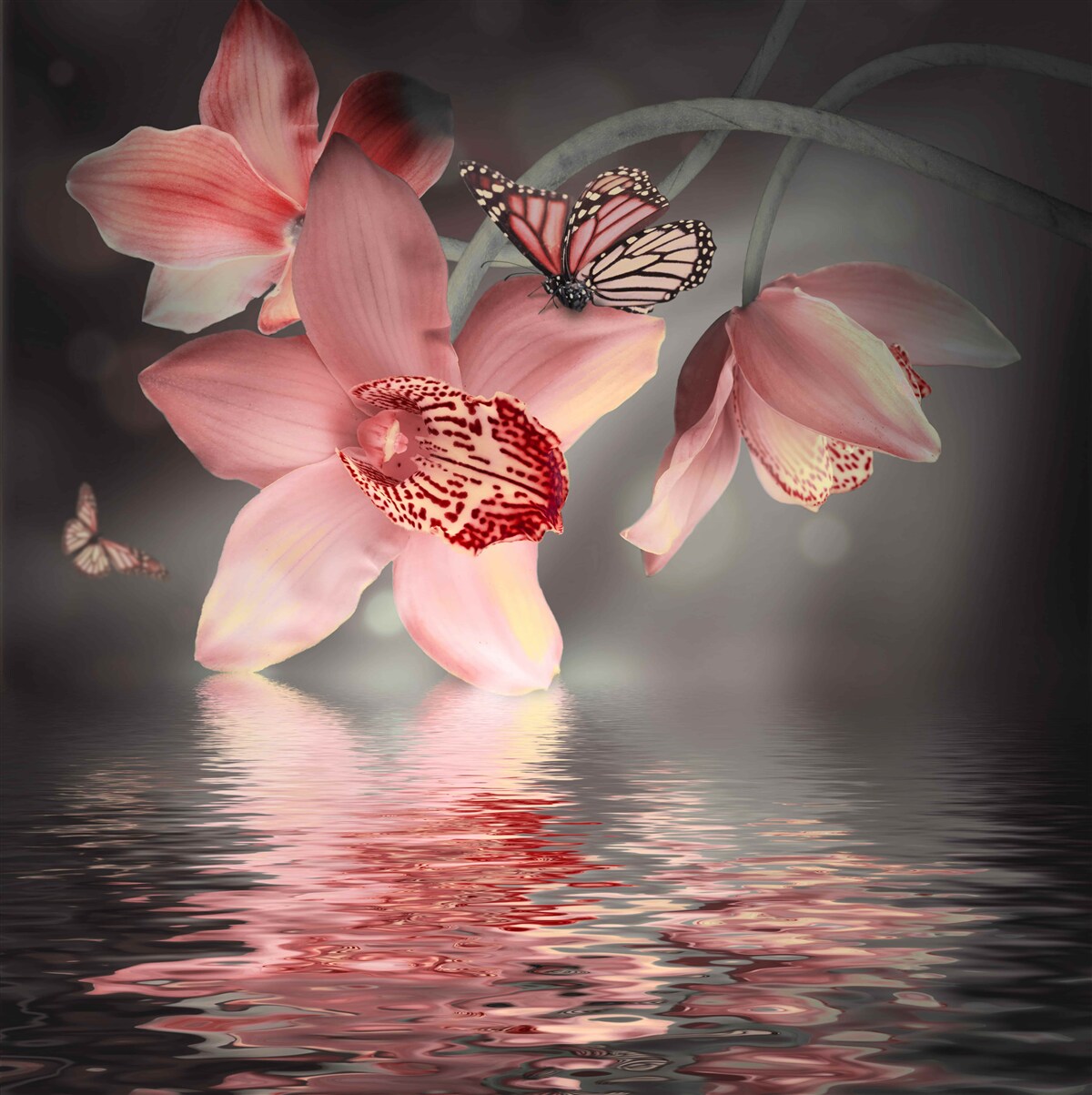 Papier peint une orchidée rose est suspendue au-dessus de la surface de l'eau