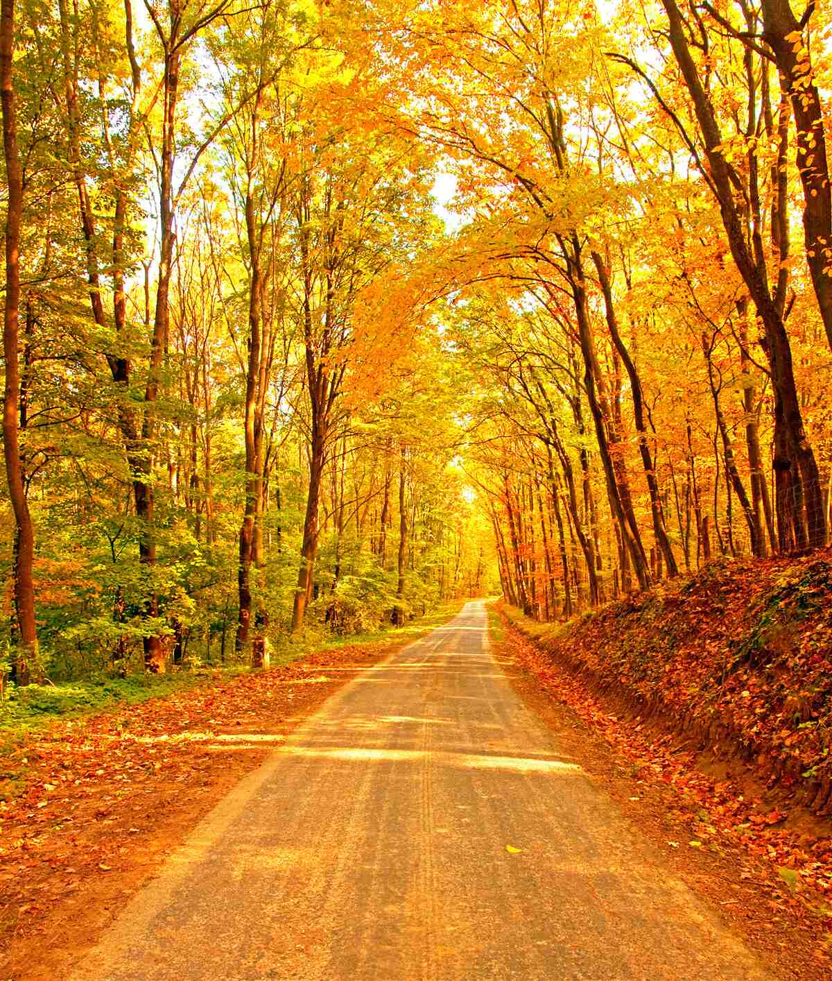 Papier peint chemin dans la forêt d'automne