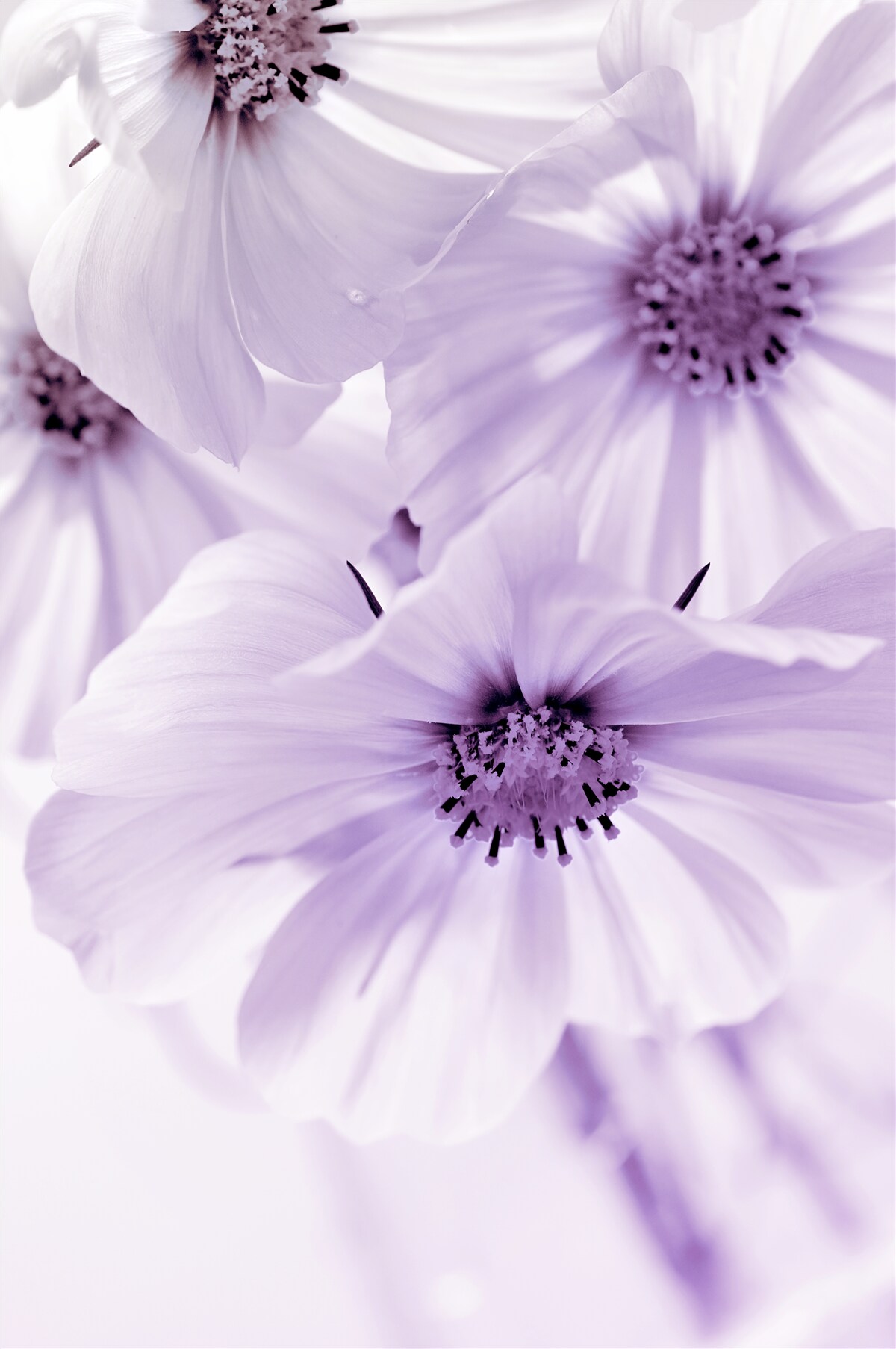 Papier peint gros plan sur des fleurs de lilas aux pétales délicats