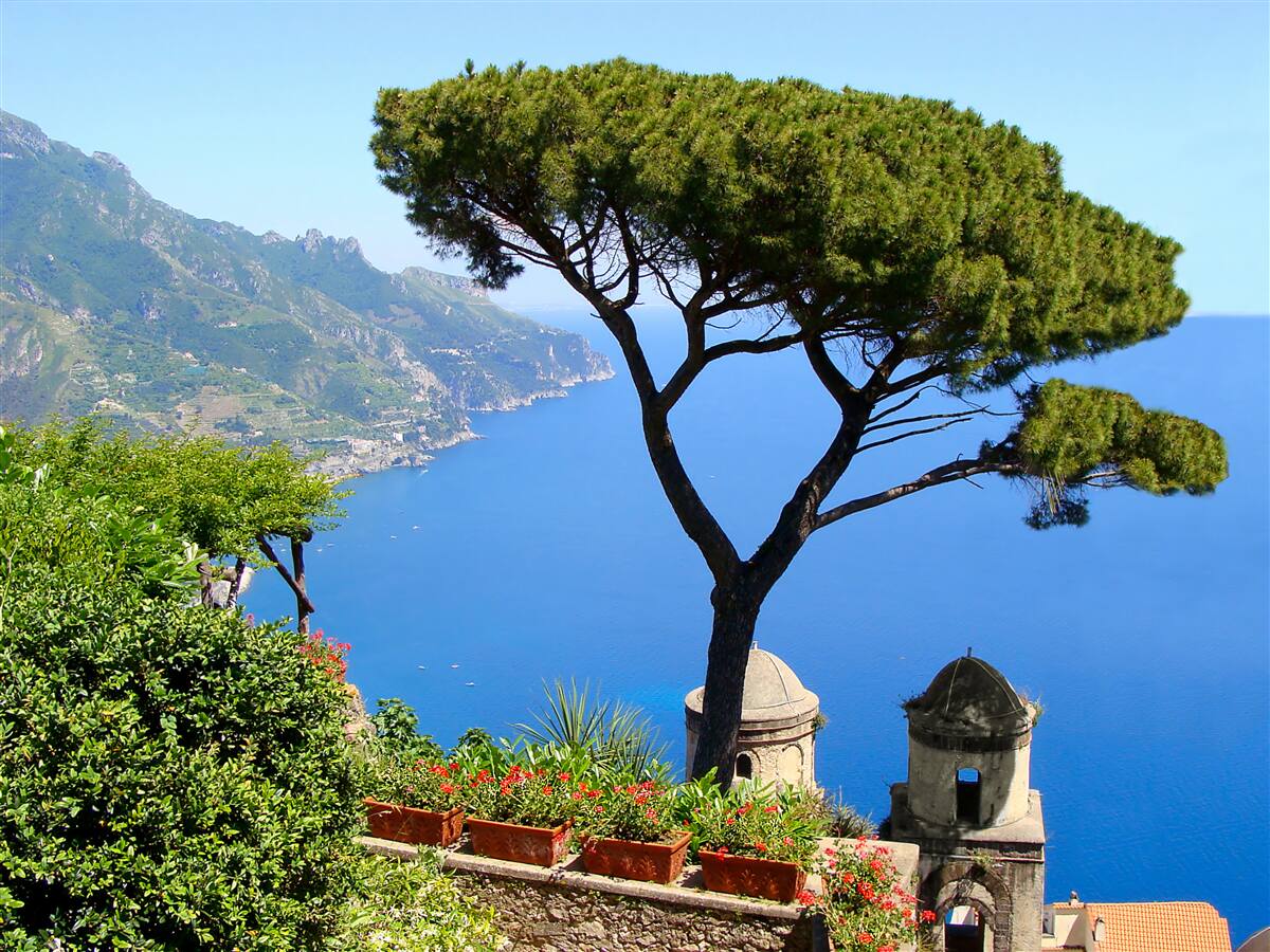 Papier peint un arbre solitaire au bord de la mer