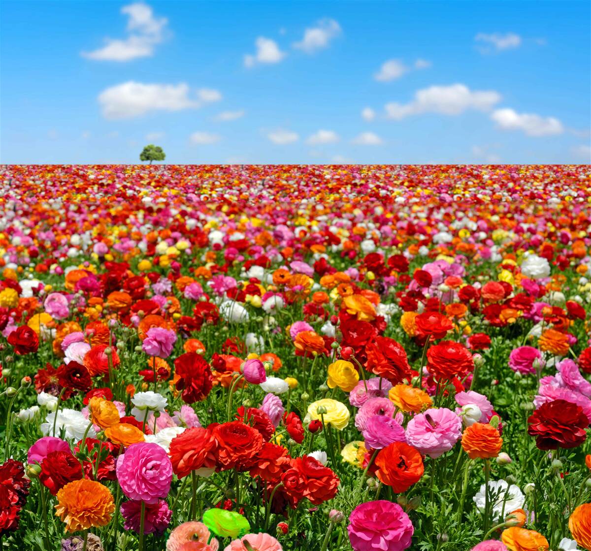 Papier peint une prairie parsemée d'une multitude de fleurs colorées