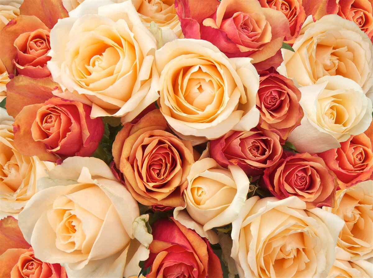 Papier peint des roses aux couleurs douces dans les tons clairs et pêche