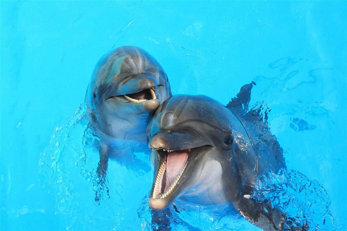 Papier peint deux dauphins souriants