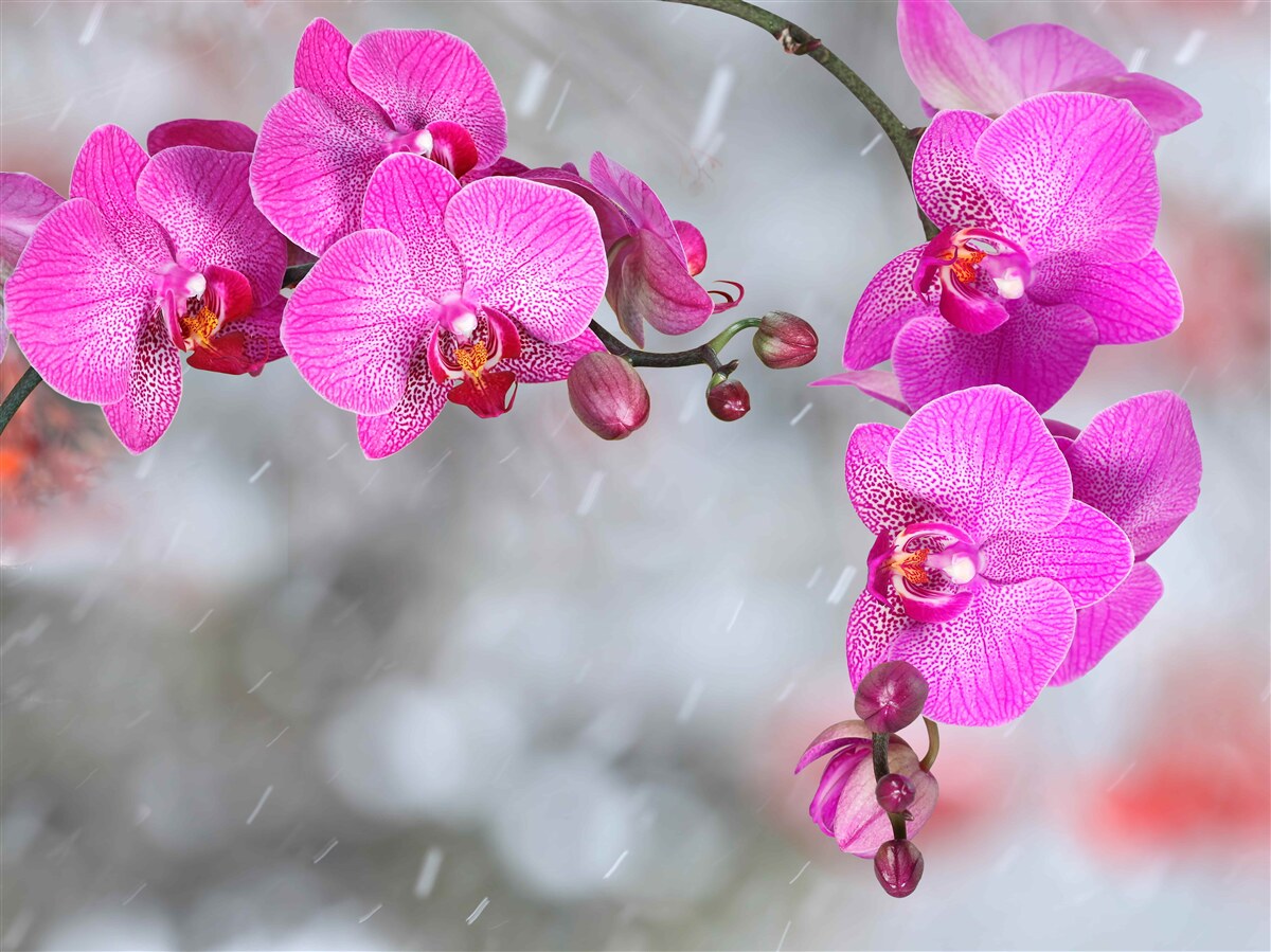 Papier peint des orchidées roses fleurissent sous la pluie