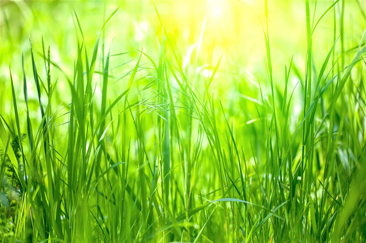 Papier peint la rosée du matin tombe dans la lumière du soleil