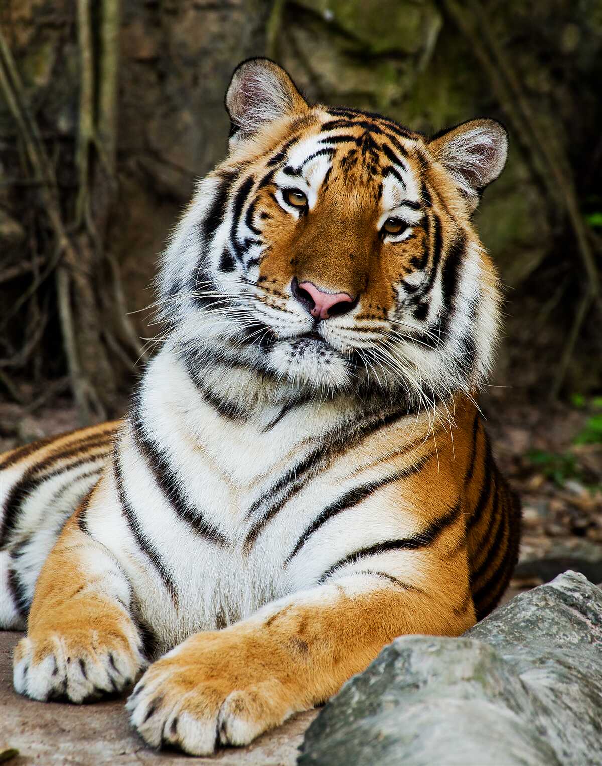 Papier peint grand tigre en vacances