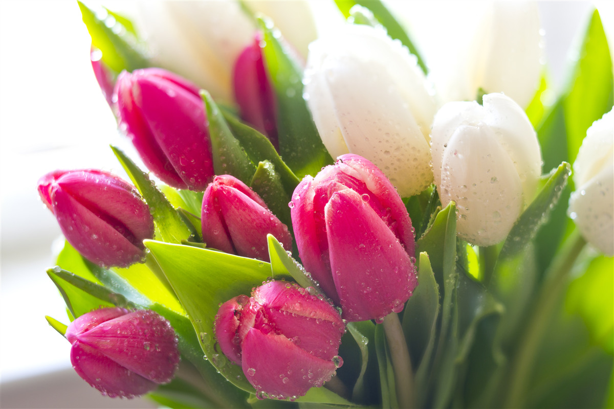 Papier peint composition de tulipes blanches et lavande couvertes de rosée