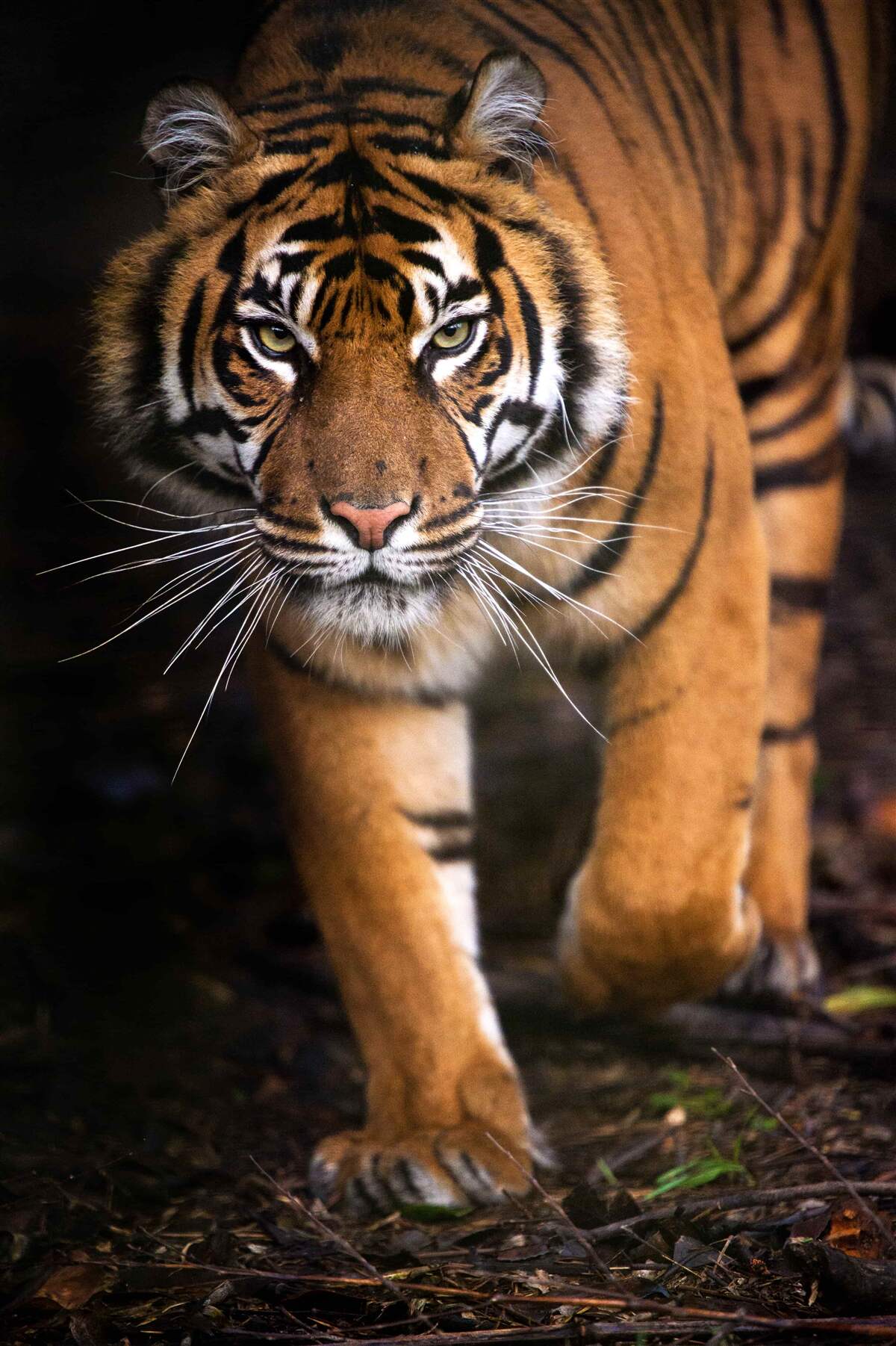 Papier peint tigre adulte sur la pointe des pieds