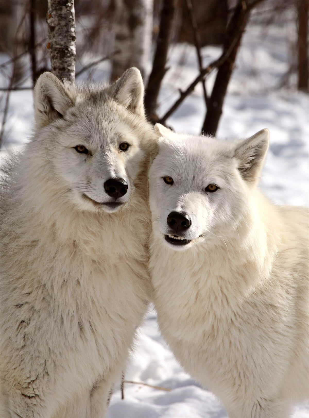 Papier peint une meute de loups blancs dans une forêt enneigée