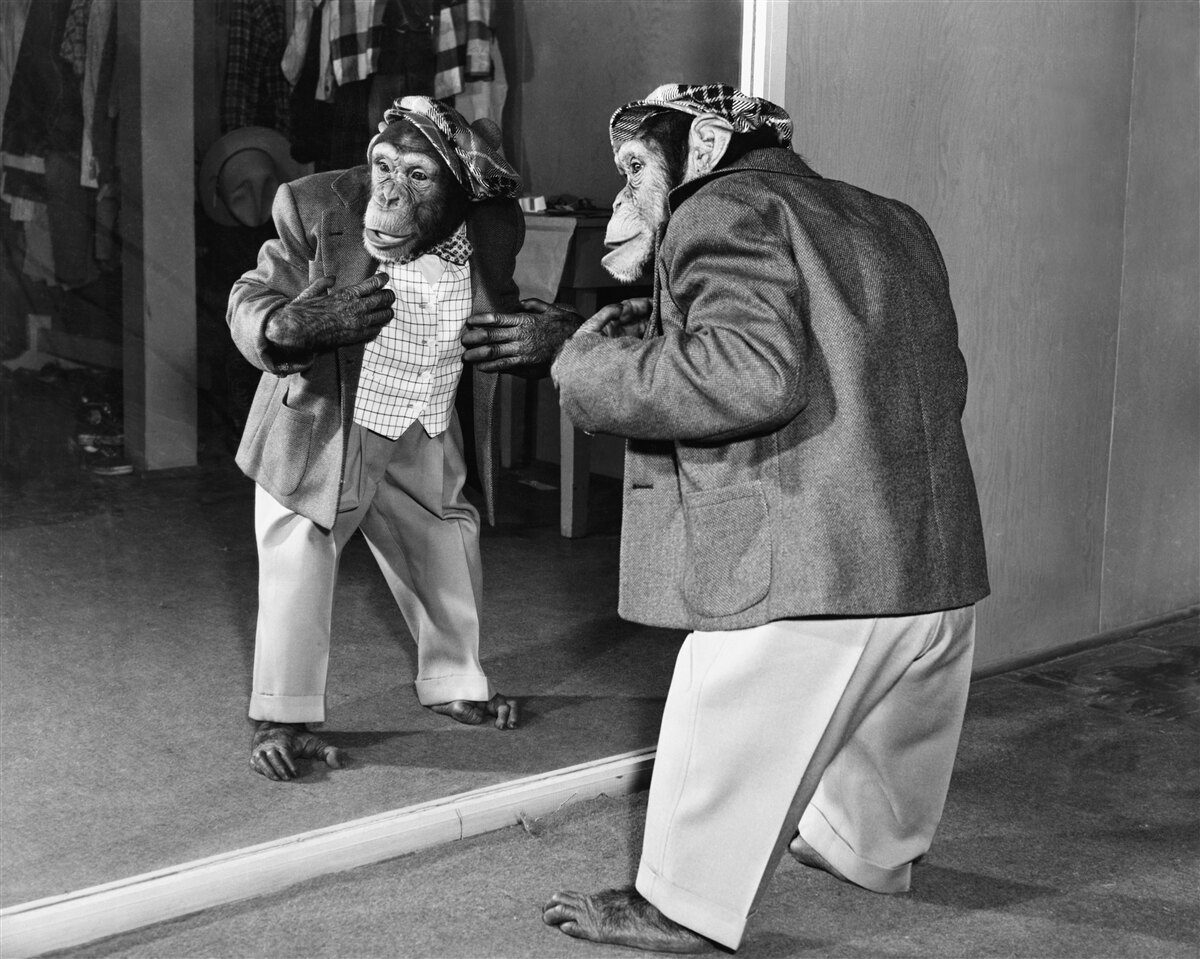Papier peint singe habillé se regardant dans le miroir