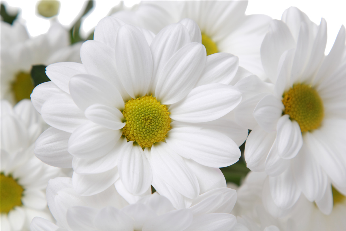 Papier peint bouquet de marguerites des champs blanc neige