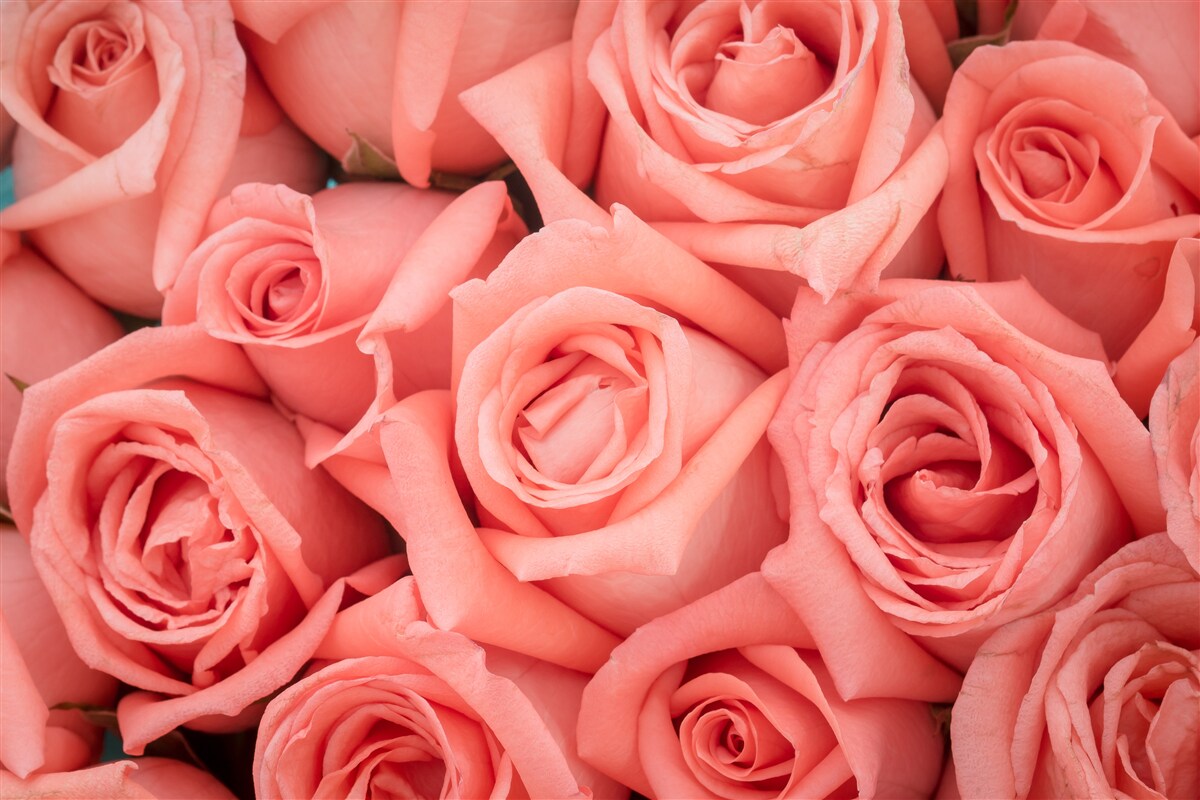 Papier peint boutons de roses roses