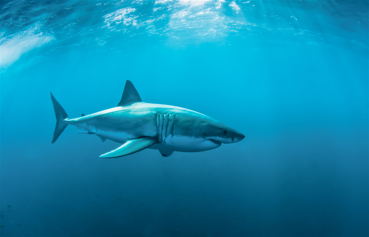 Papier peint requin affamé dans les profondeurs de la mer