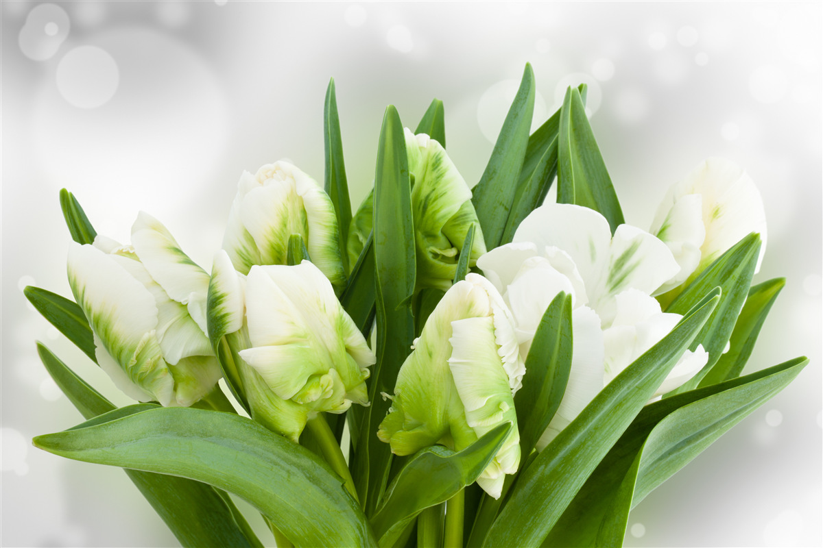 Papier peint composition de tulipes dans les tons de blanc et de vert