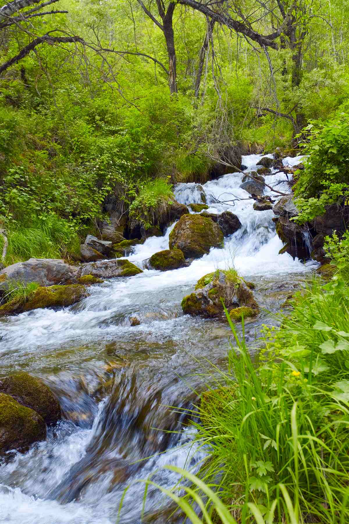 Papier peint les ruisseaux turbulents de la rivière de la forêt de montagne