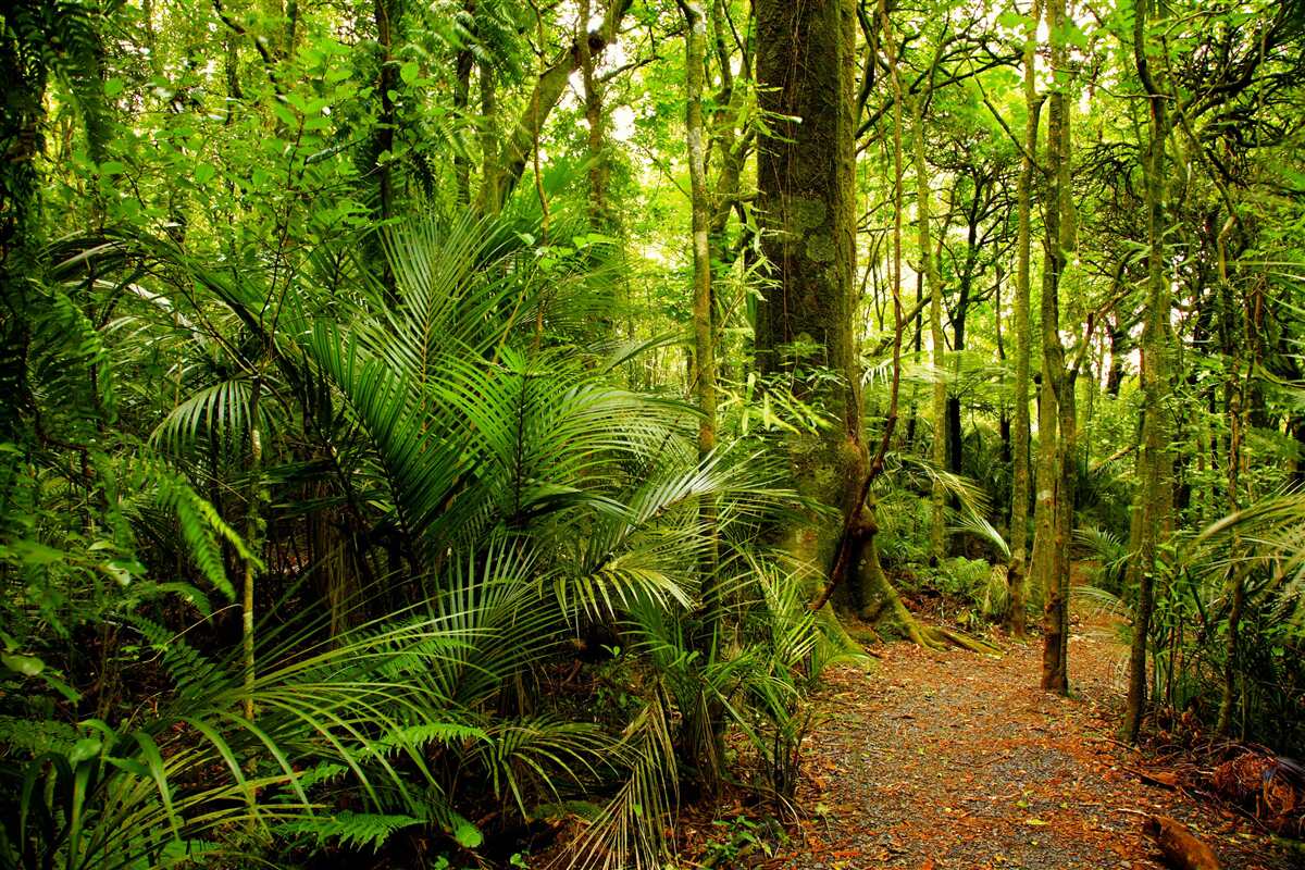 Papier peint des forêts tropicales luxuriantes d'émeraude