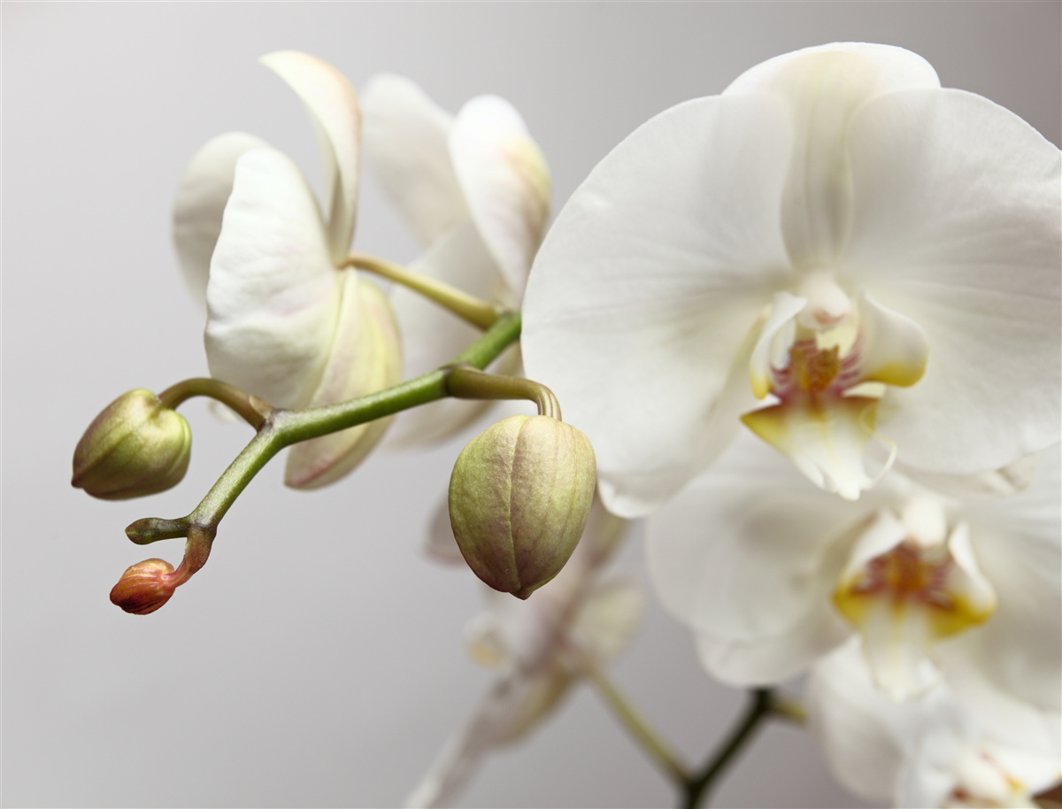 Papier peint branche d'orchidée blanche avec fleurs épanouies et bourgeons non développés