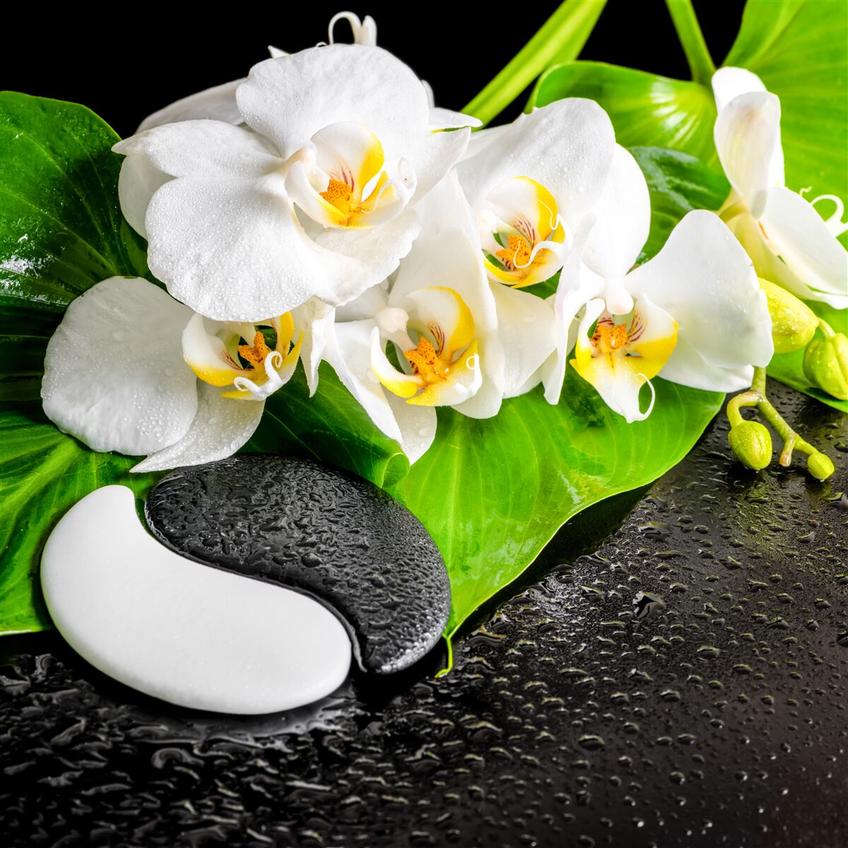 Papier peint lotus blanc sur un rocher sombre