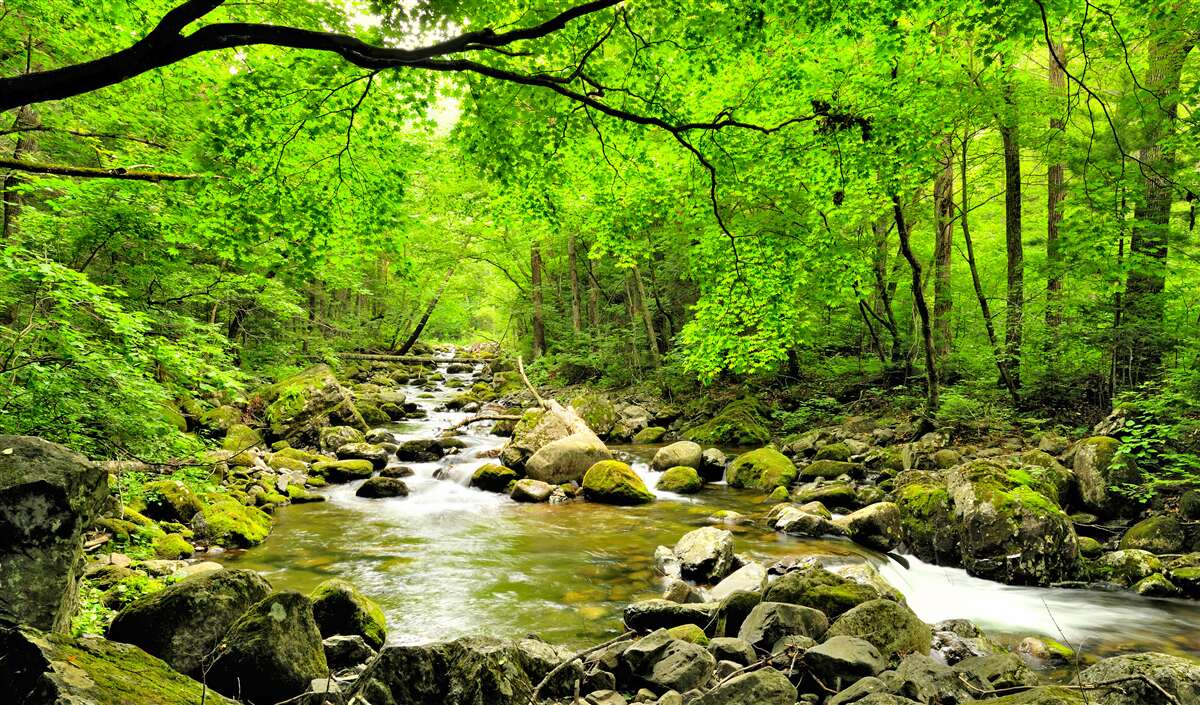 Papier peint un ruisseau tranquille dans un bosquet