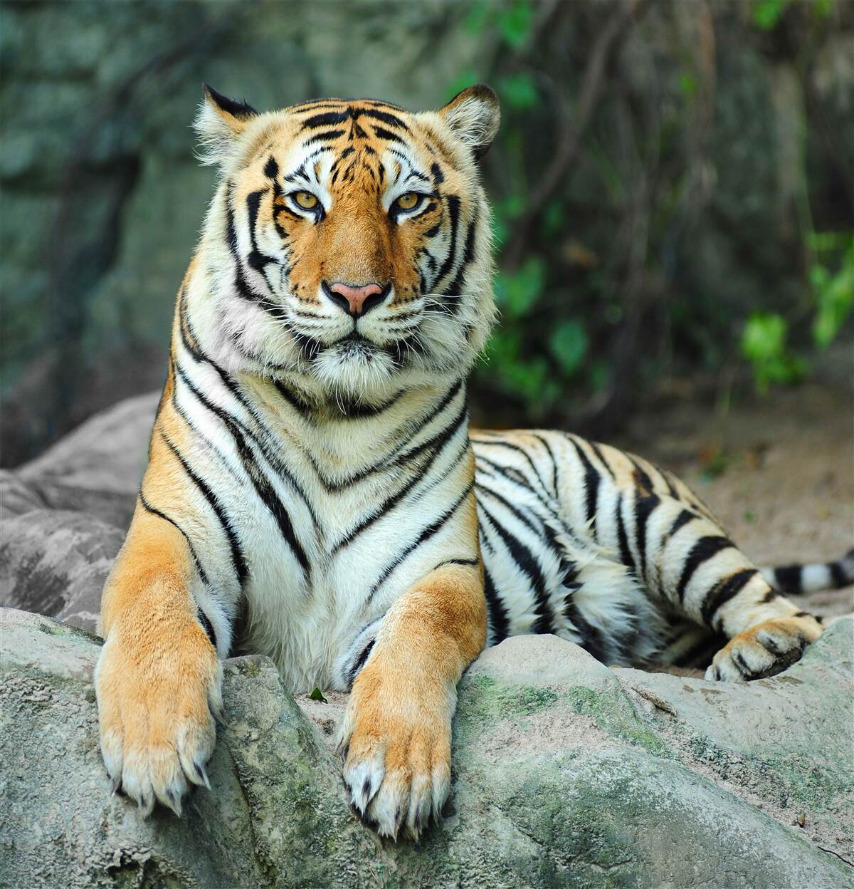 Papier peint tigre posant sur un rocher