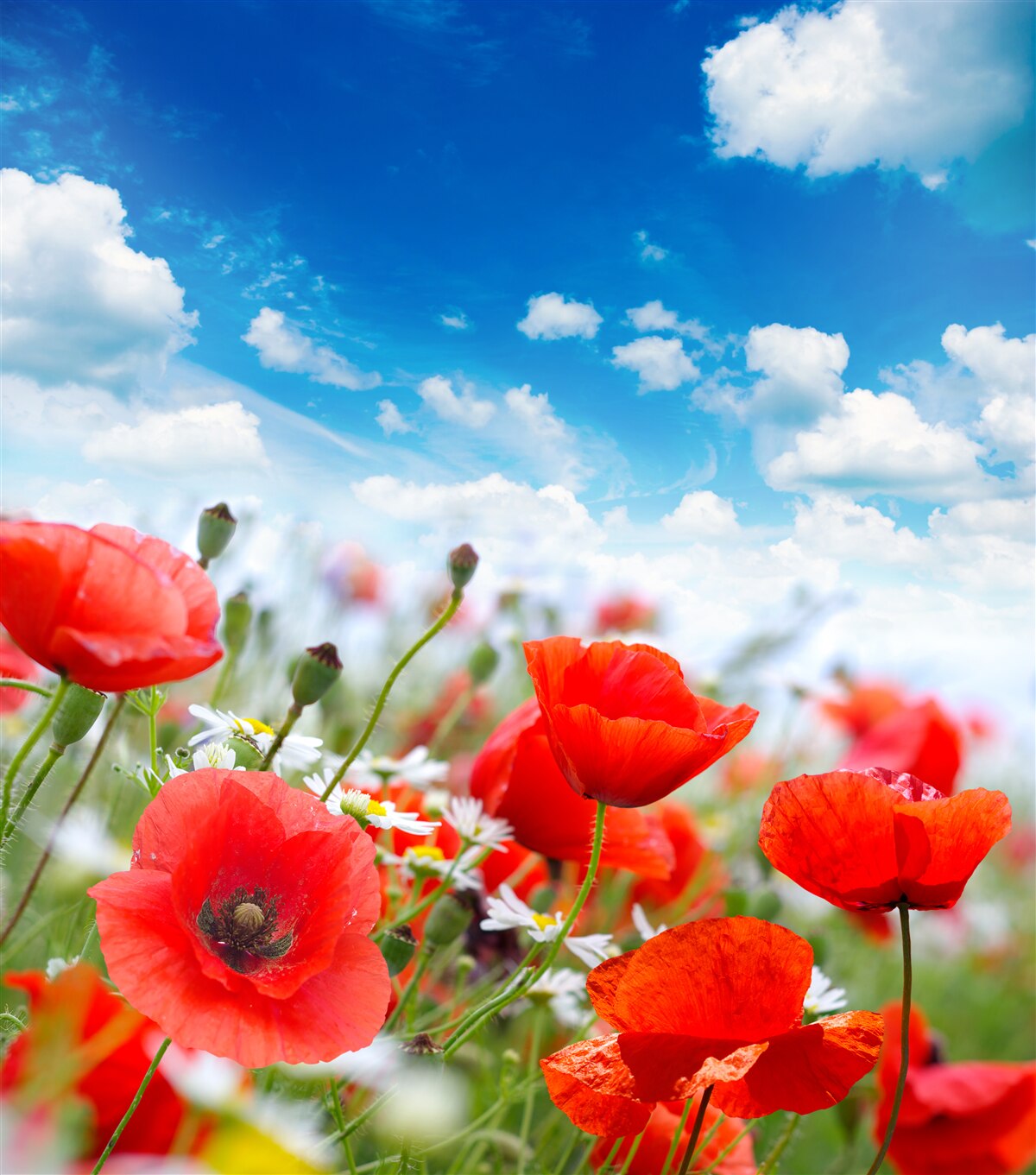 Papier peint une prairie parsemée de coquelicots rouges et de marguerites blanches