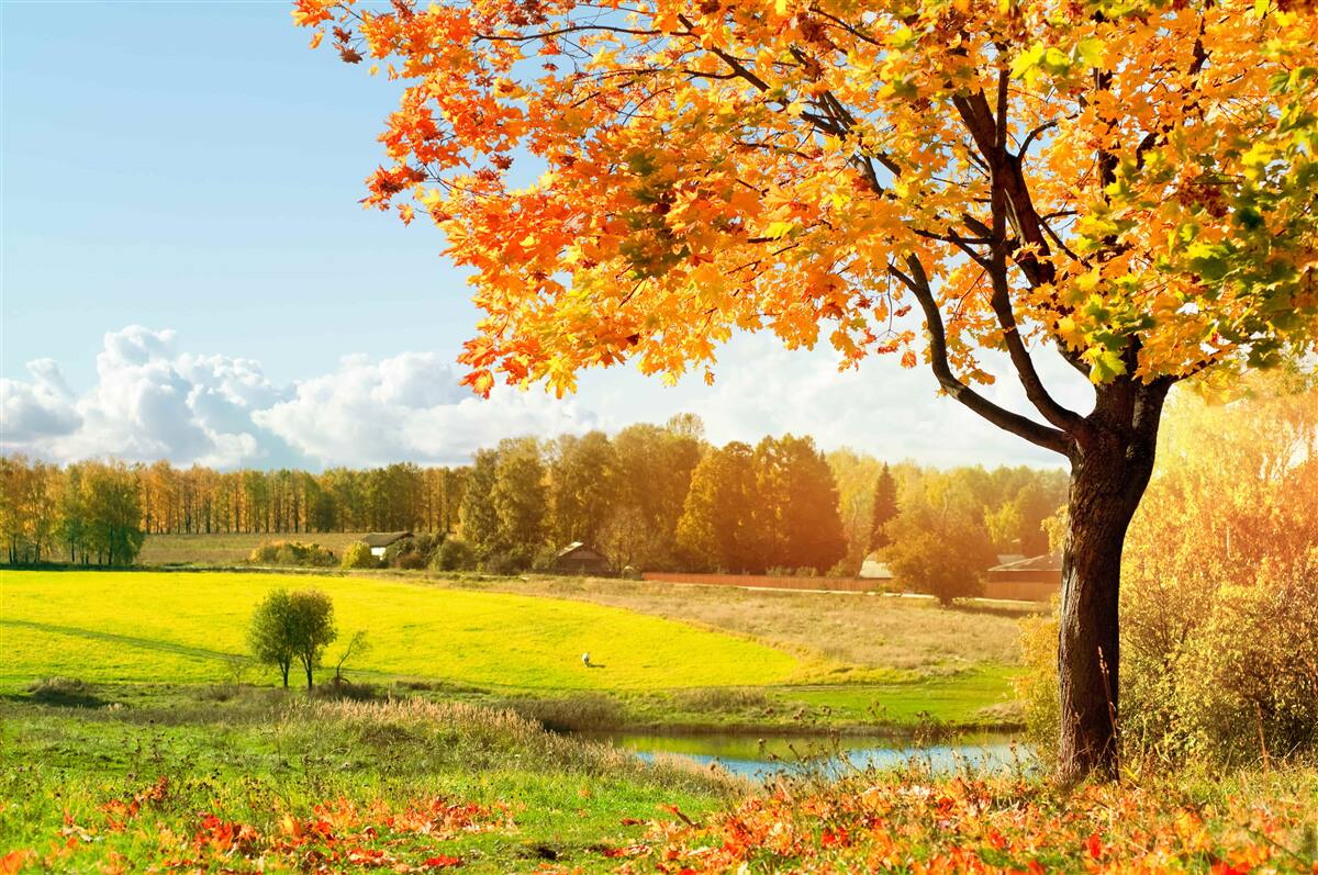 Papier peint une journée d'automne lumineuse, enveloppée d'une beauté dorée