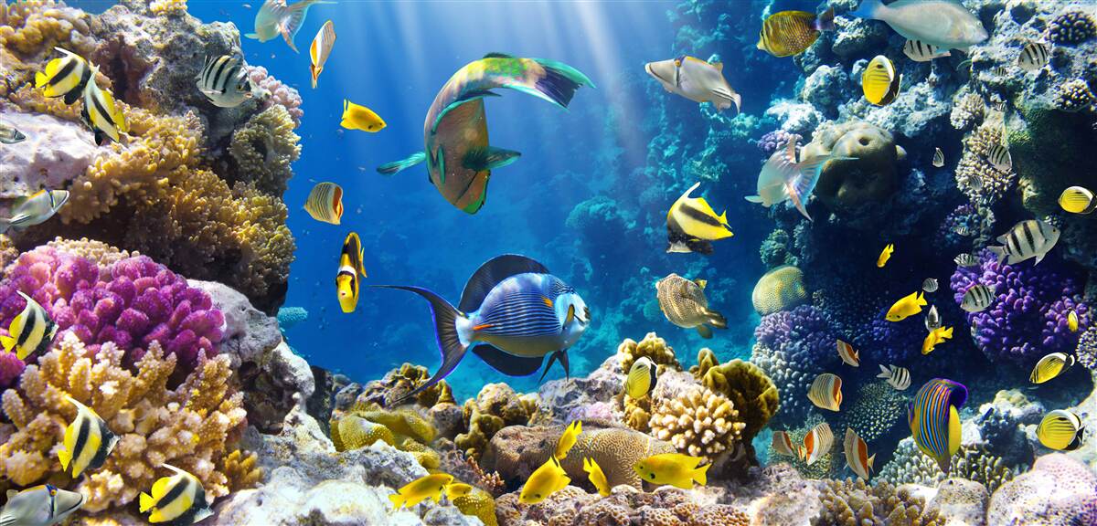 Papier peint des poissons brillants et des plantes sous-marines