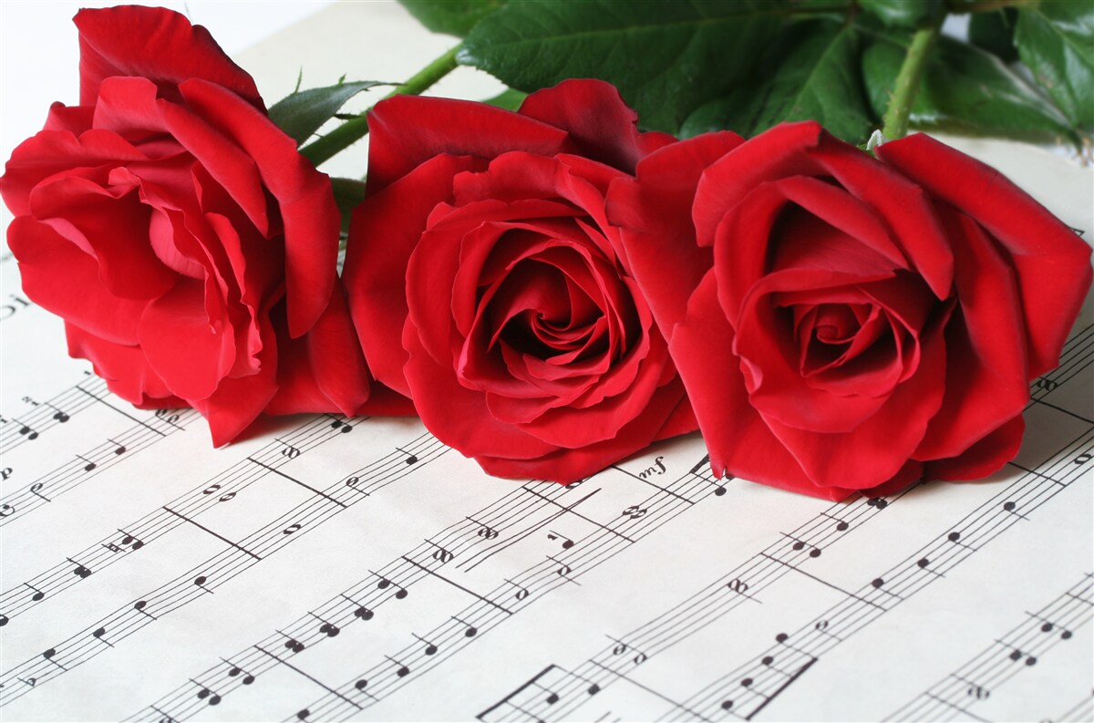 Papier peint trois roses écarlates sur des pages avec des notes
