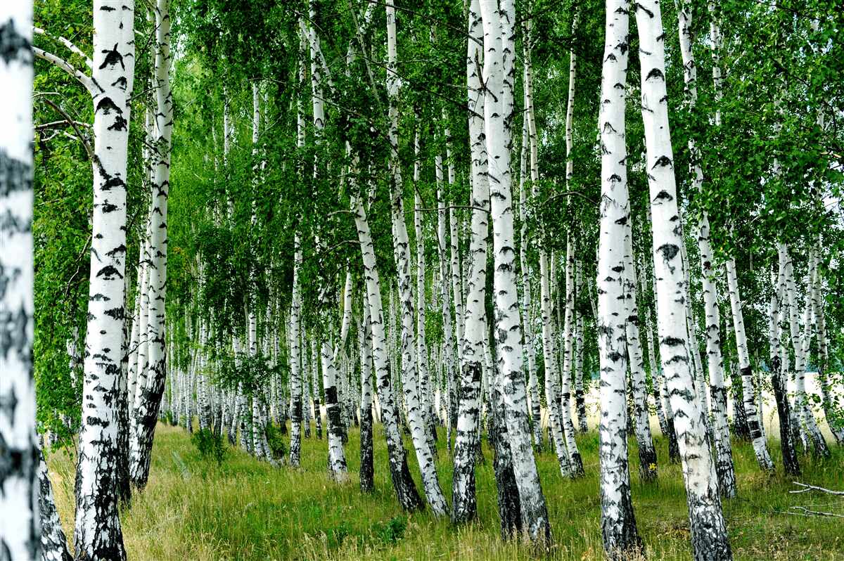 Papier peint mince bosquet de bouleaux