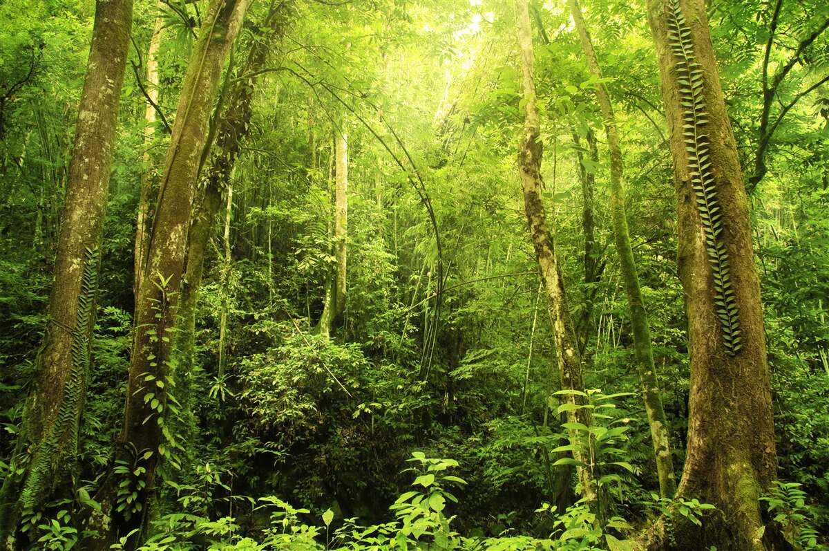 Papier peint les rayons du soleil percent la forêt dense et verdoyante