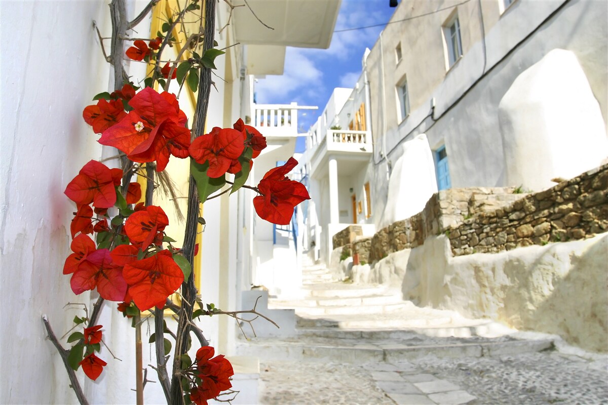 Papier peint des fleurs écarlates sur les murs brillants de la ville