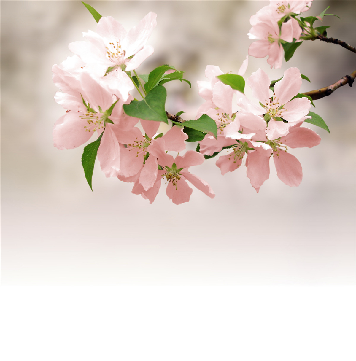 Papier peint fleurs roses de sakura