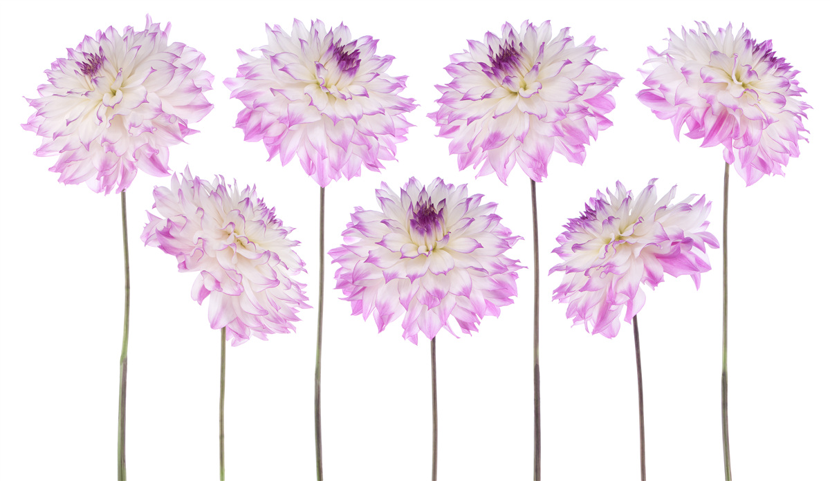 Papier peint gracieux asters blancs et roses