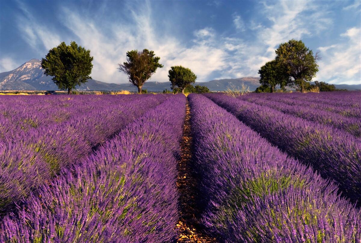 Papier peint des champs de lavande parfumés