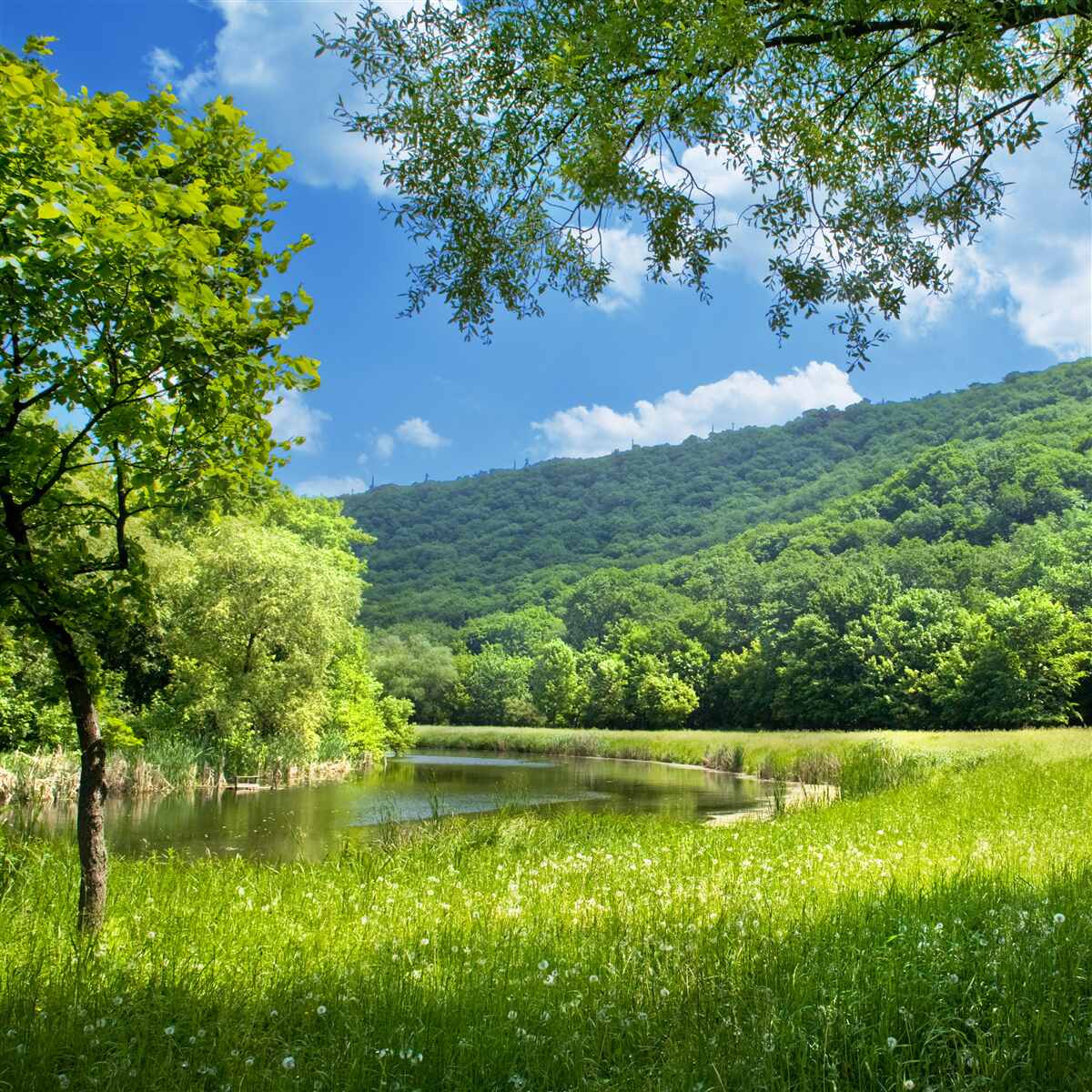 Papier peint l'été dans les forêts de montagne