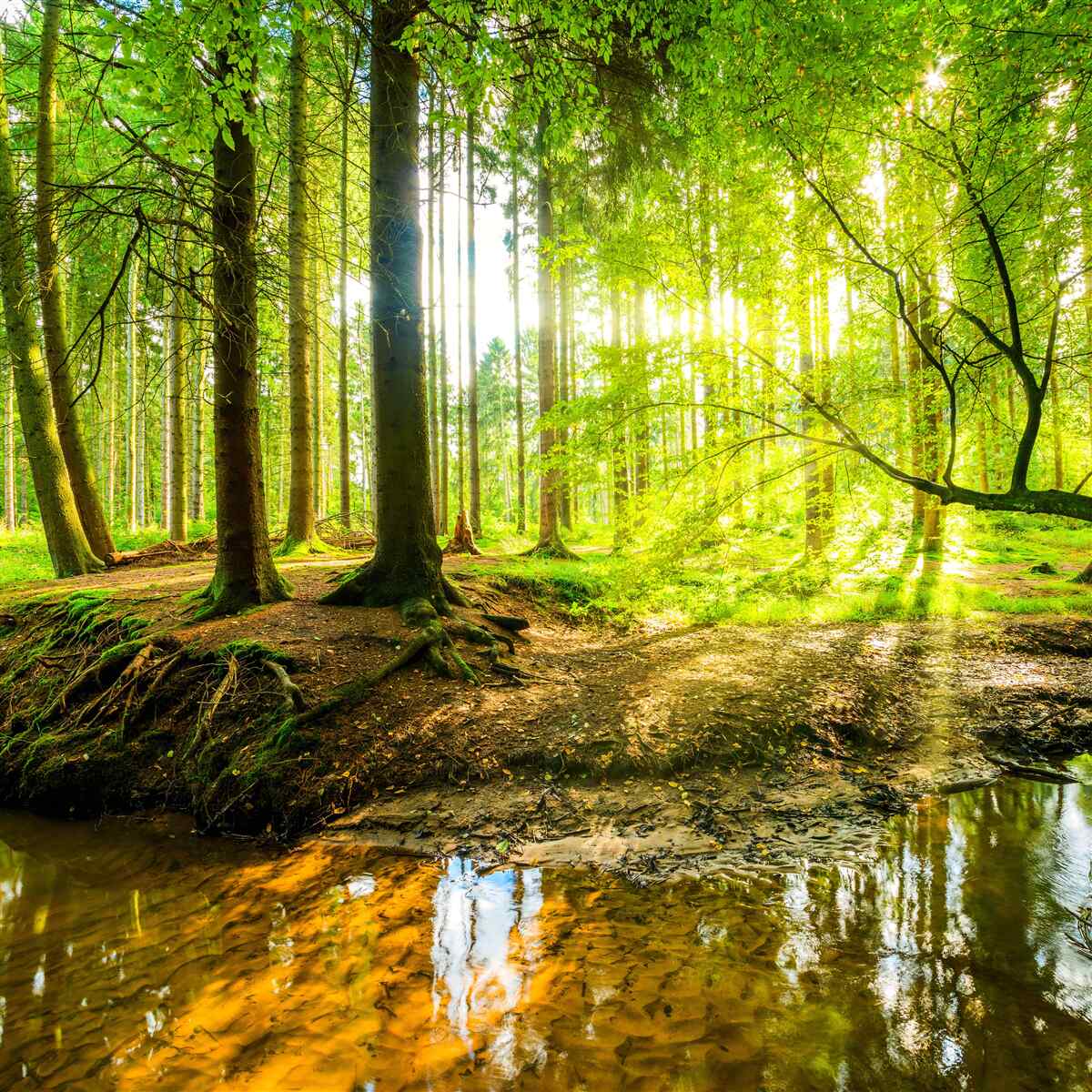 Papier peint Les rayons du soleil réveillent une forêt endormie