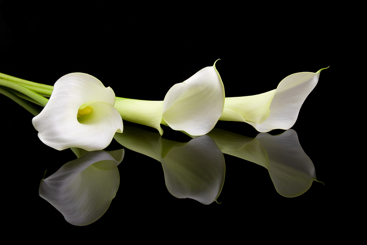 Papier peint lis calla se reflétant dans l'eau