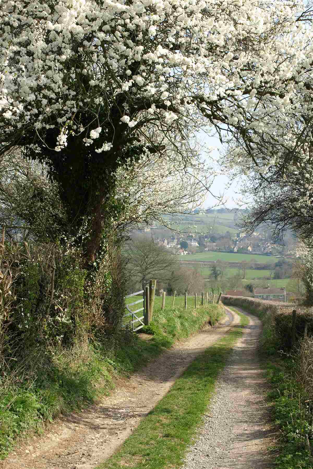 Papier peint route de campagne