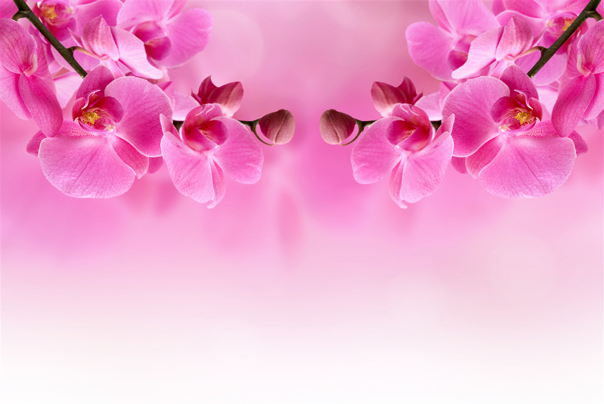 Papier peint branches d'orchidées roses sur fond clair
