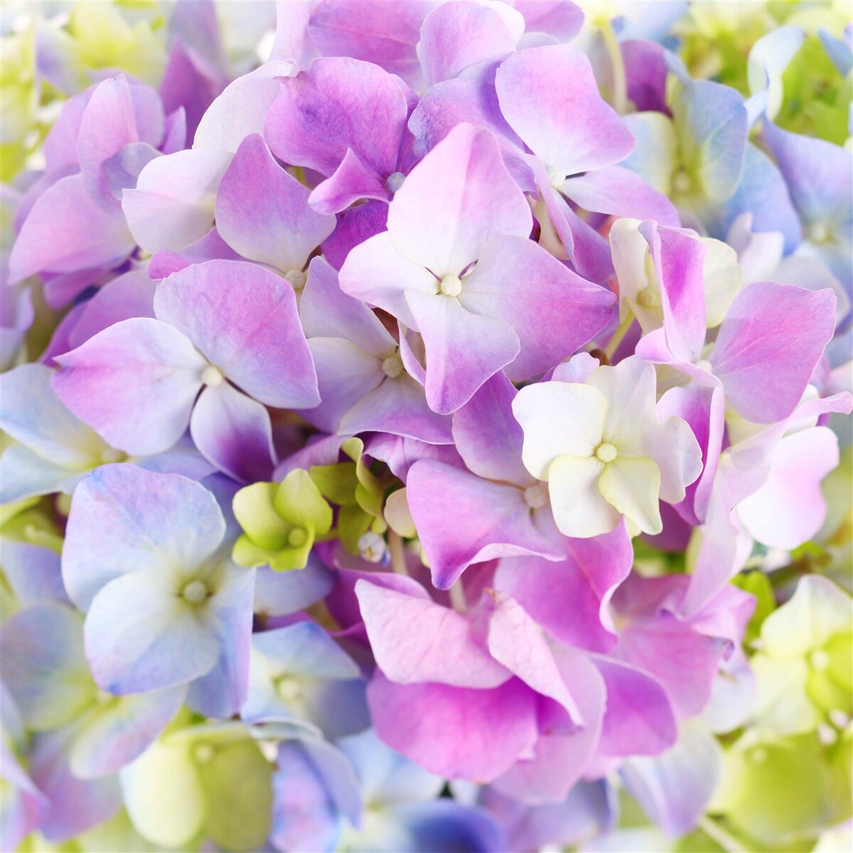Papier peint bouquet de riches hortensias